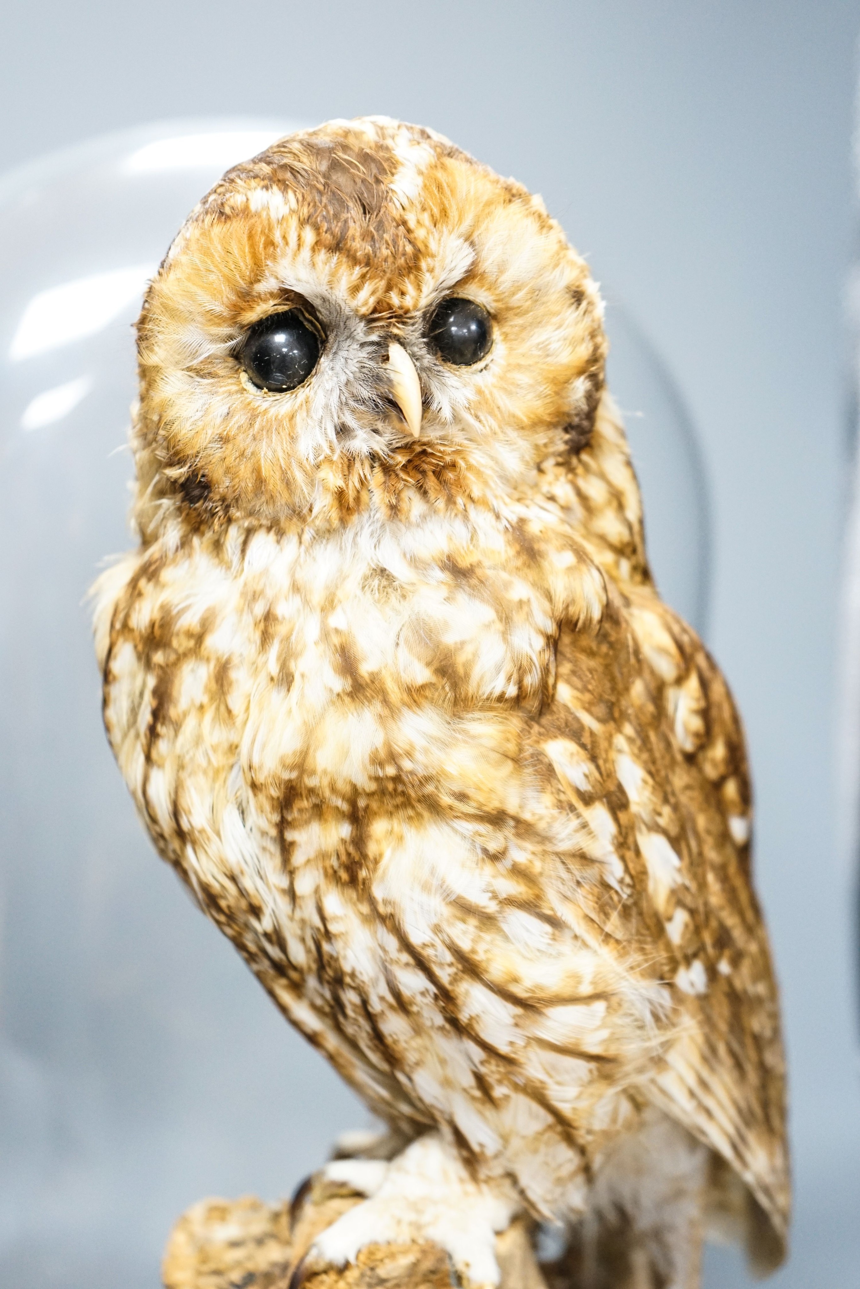 A taxidermy tawny owl under glass dome 48cm